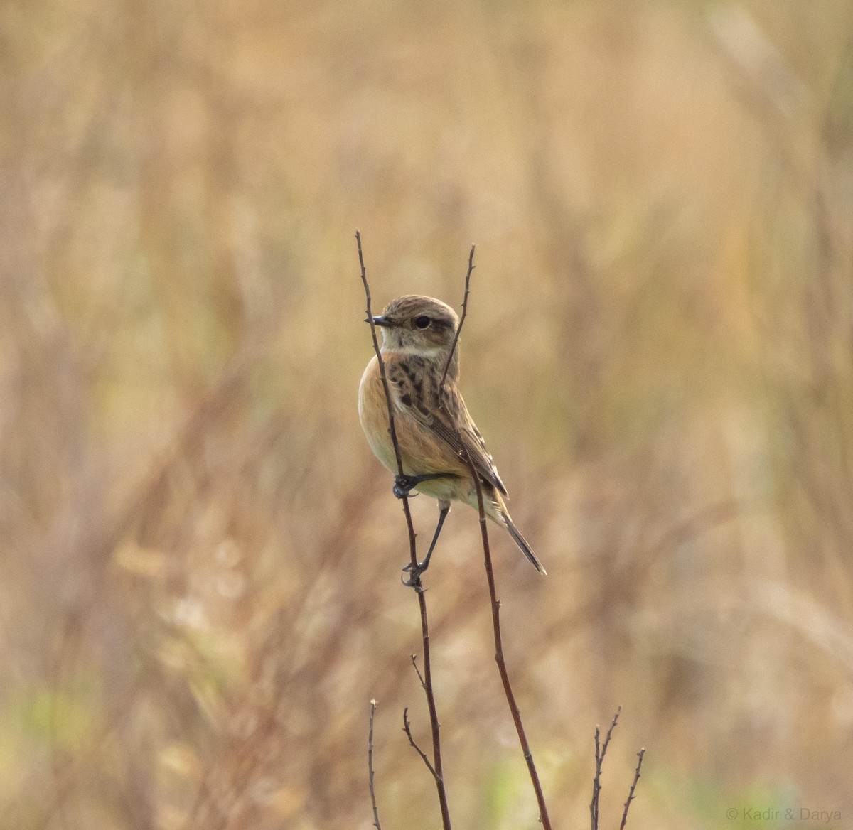 European Stonechat - ML646169256