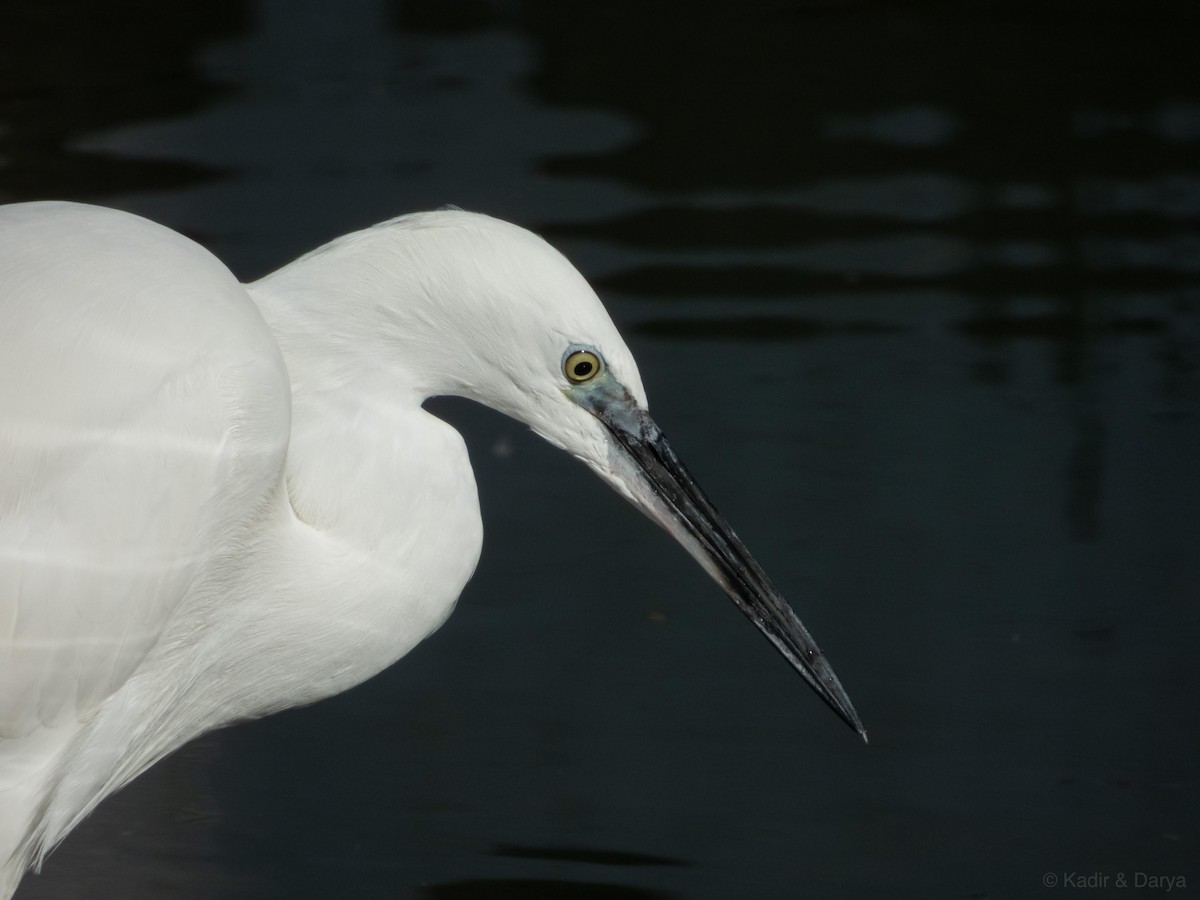 Little Egret - ML646169257