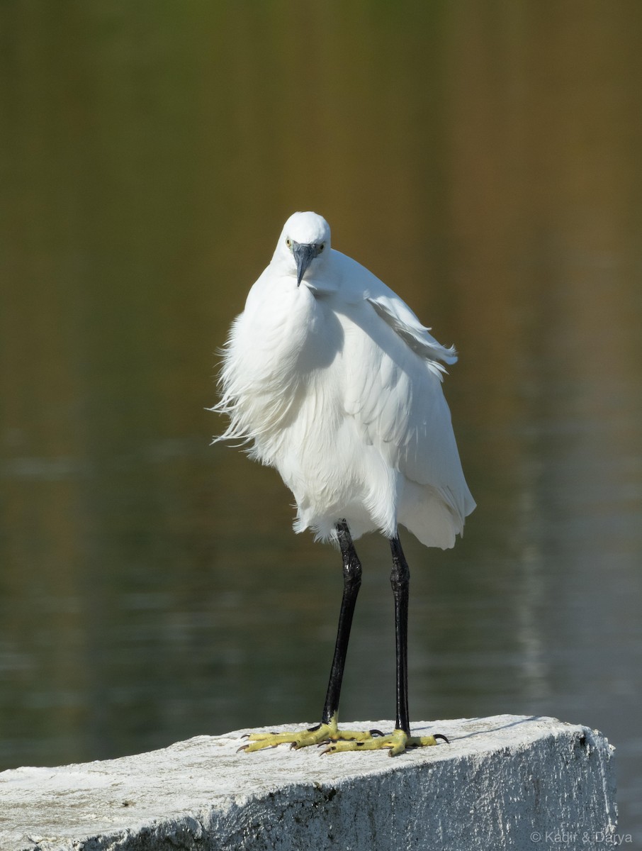 Little Egret - ML646169258