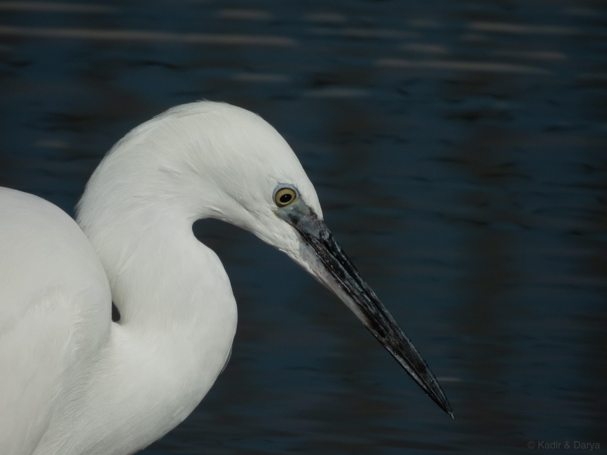 Little Egret - ML646169259