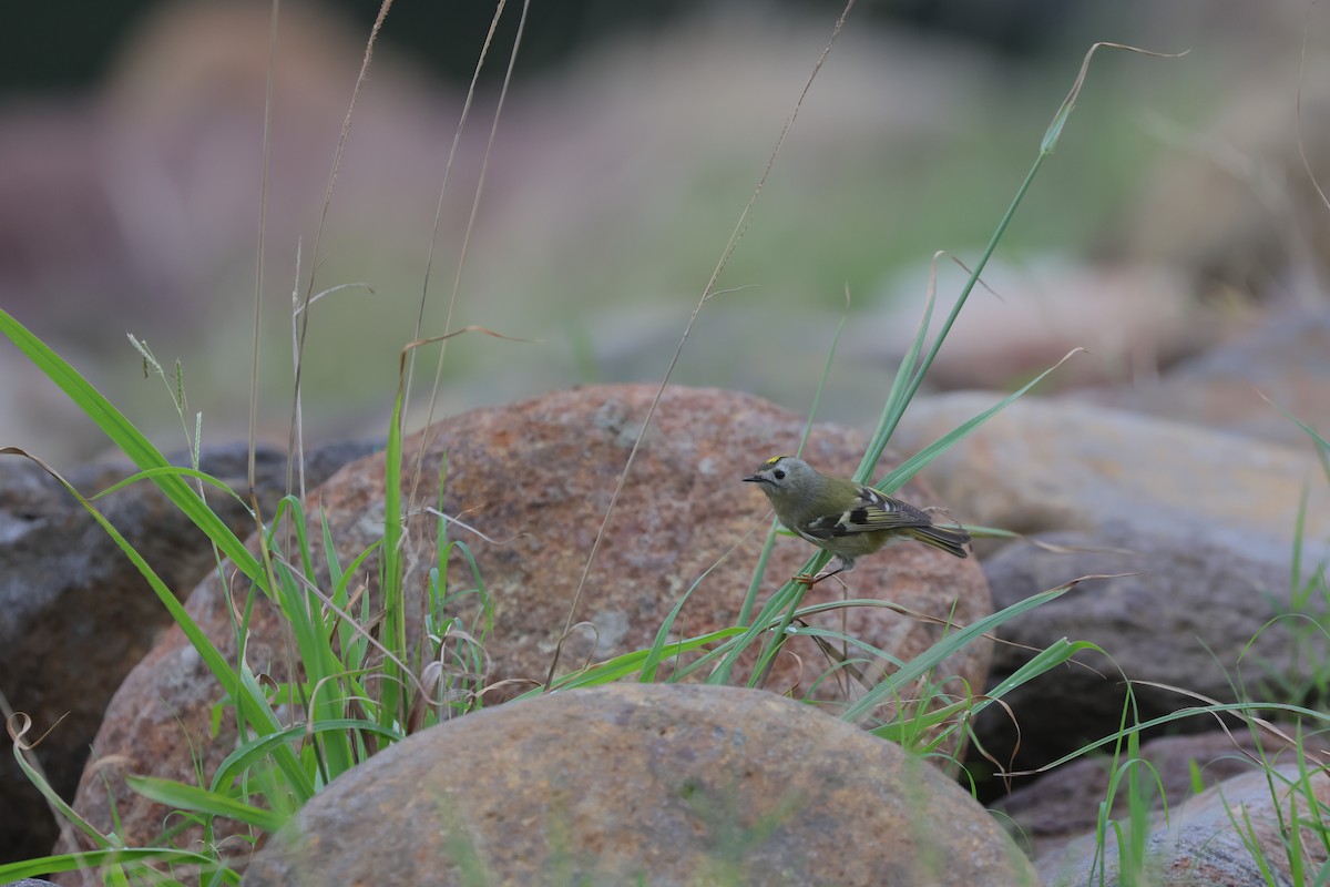 Goldcrest - ML646169262