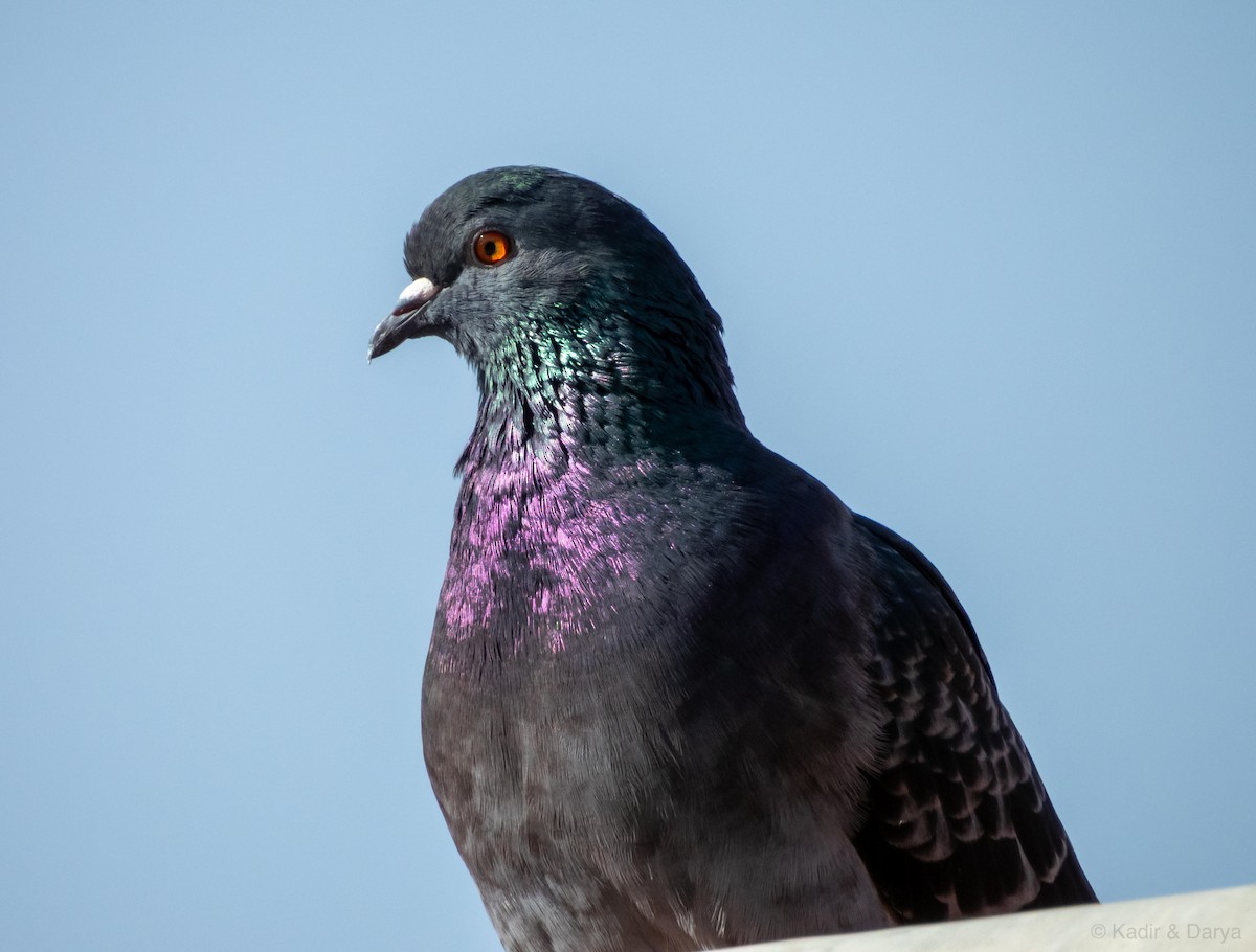 Rock Pigeon (Feral Pigeon) - ML646169265