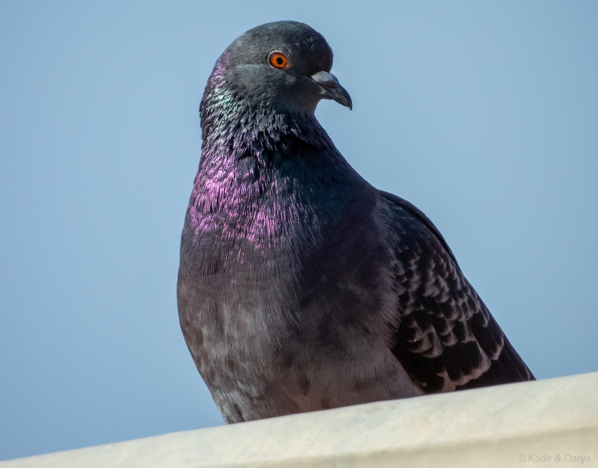 Rock Pigeon (Feral Pigeon) - ML646169266