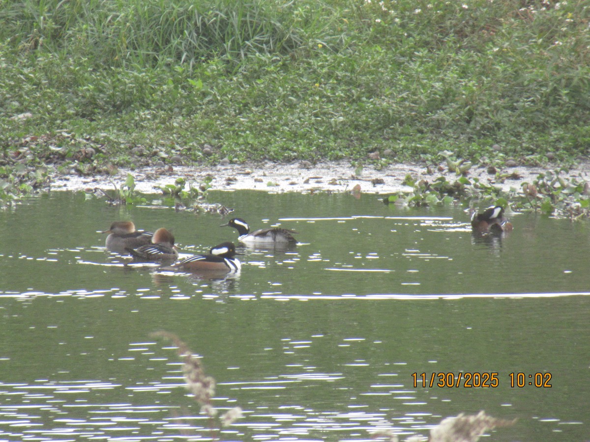 Hooded Merganser - ML646169267