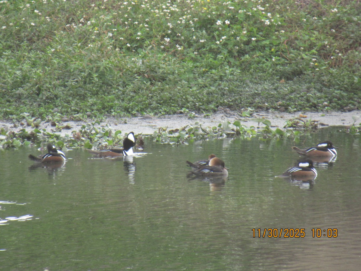 Hooded Merganser - ML646169268