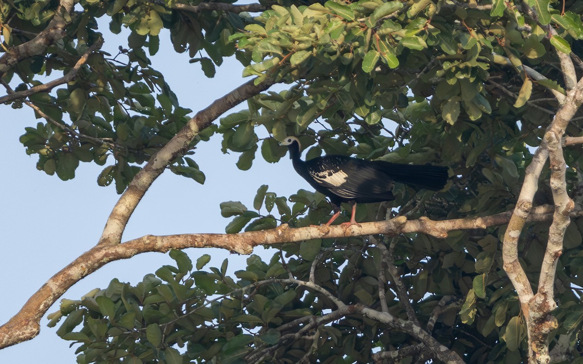 Абурі-крикун білоголовий - ML646169269