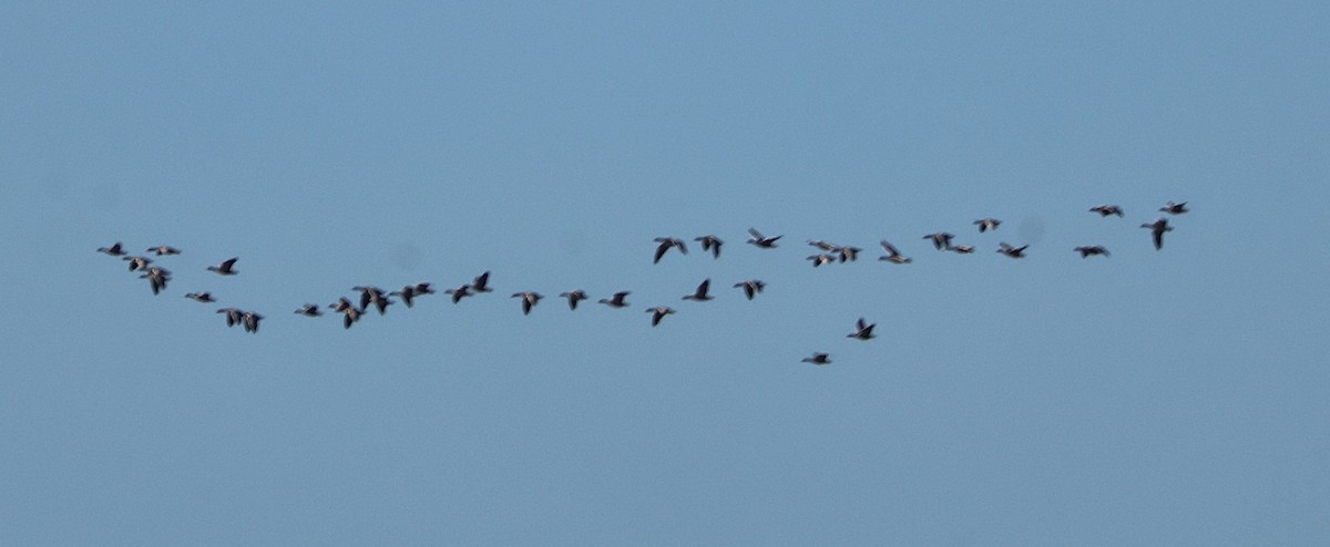 Гуска сіра - ML646169270