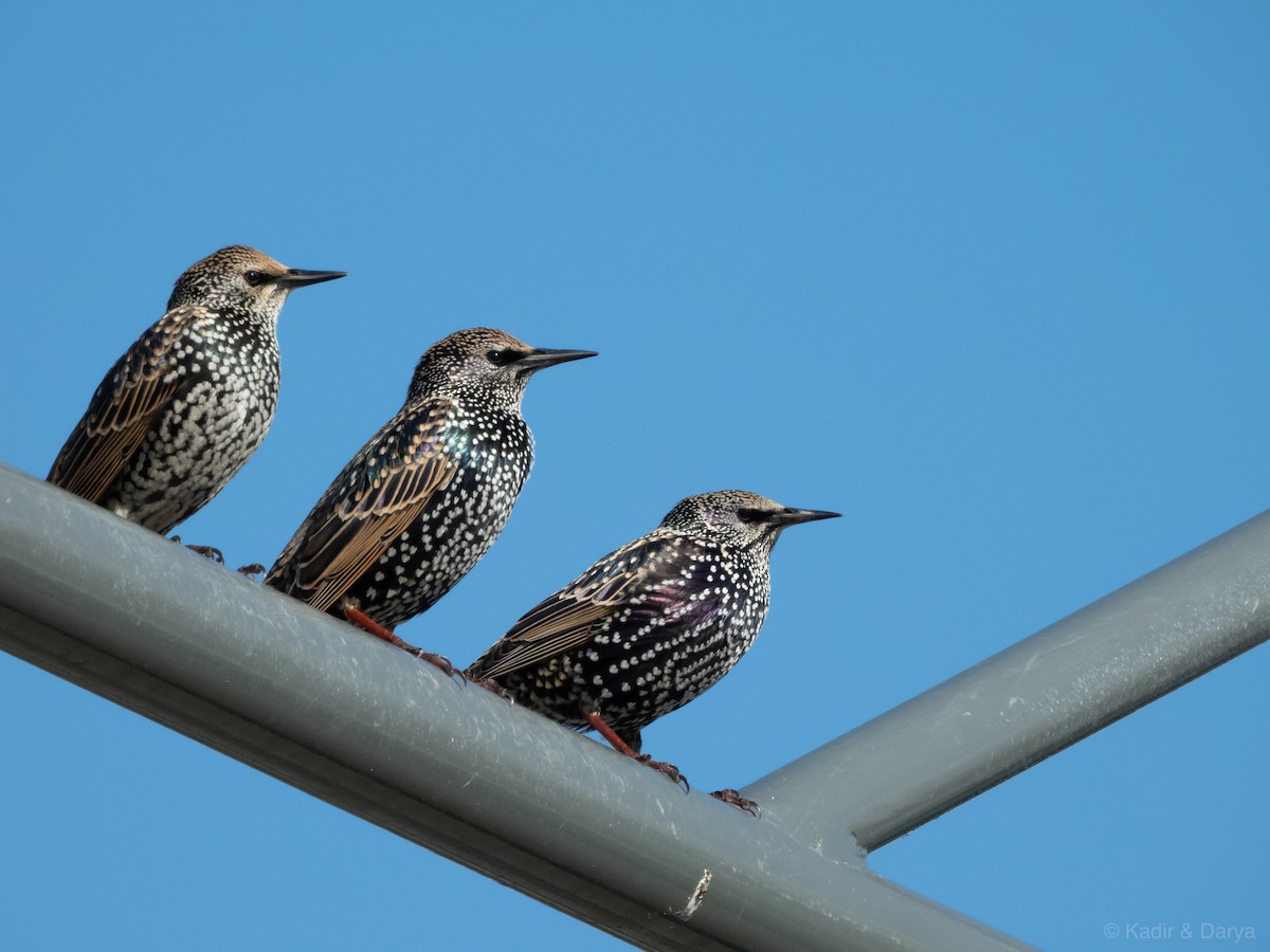 European Starling - ML646169271