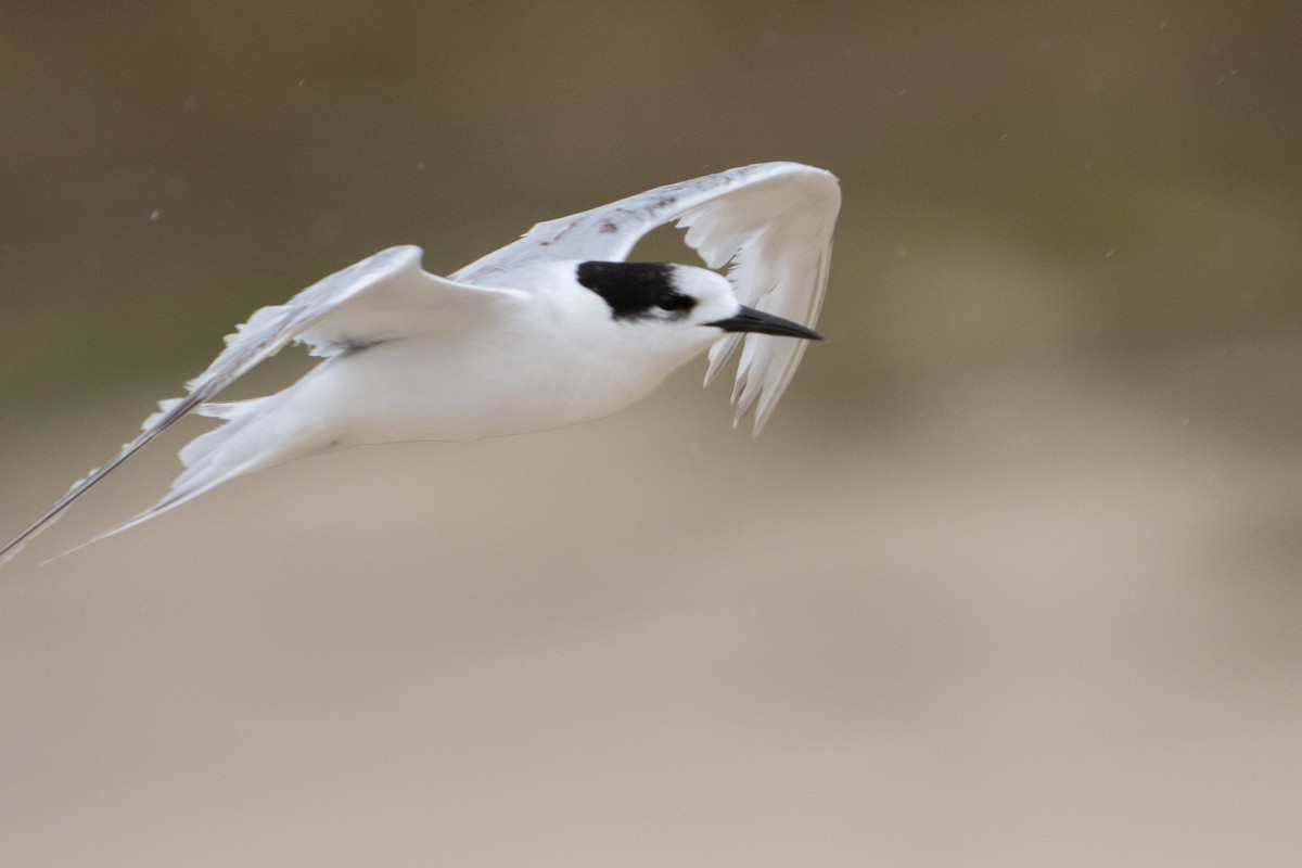 White-fronted Tern - ML646169273