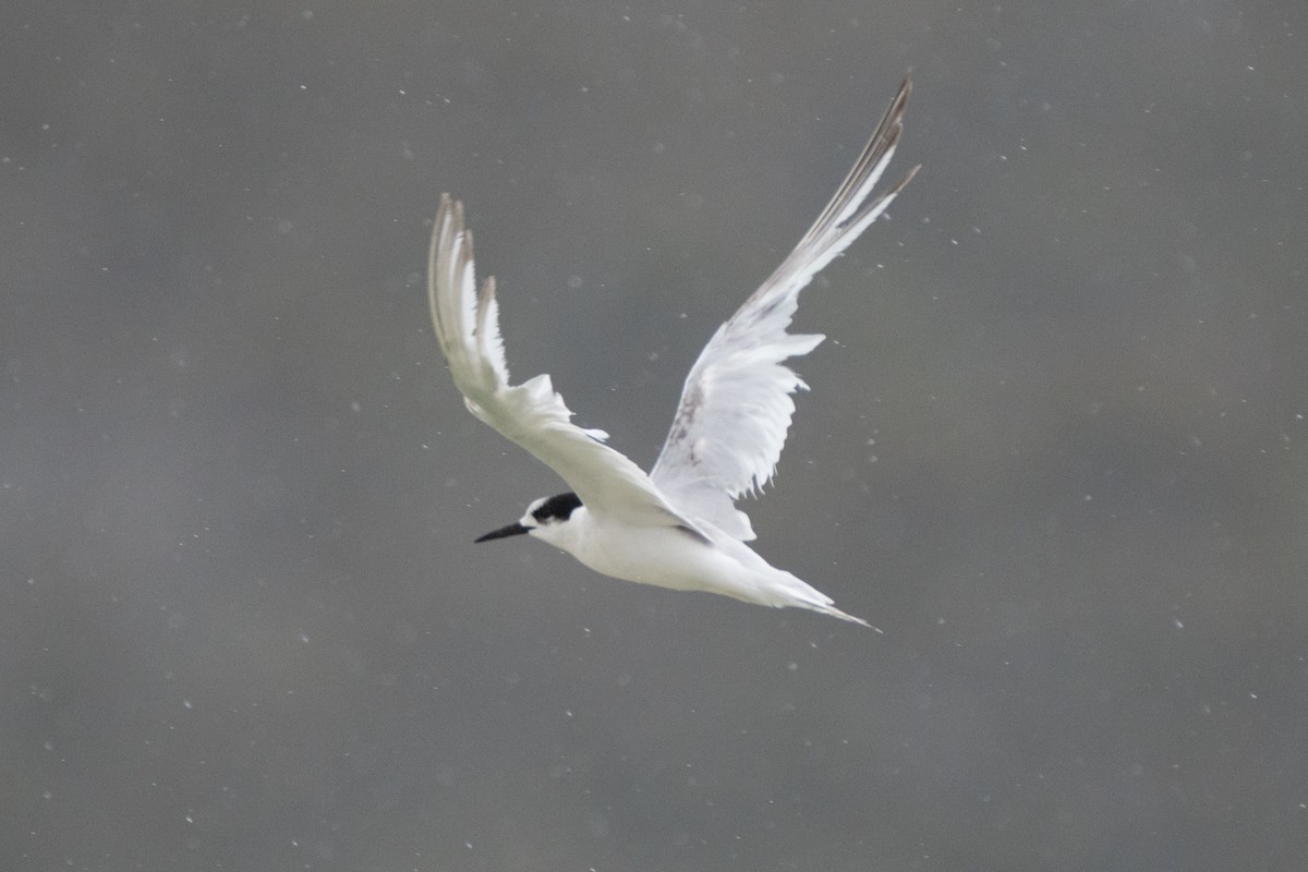 White-fronted Tern - ML646169274