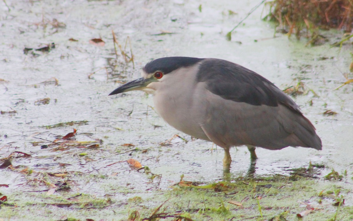 Black-crowned Night Heron - ML646169287