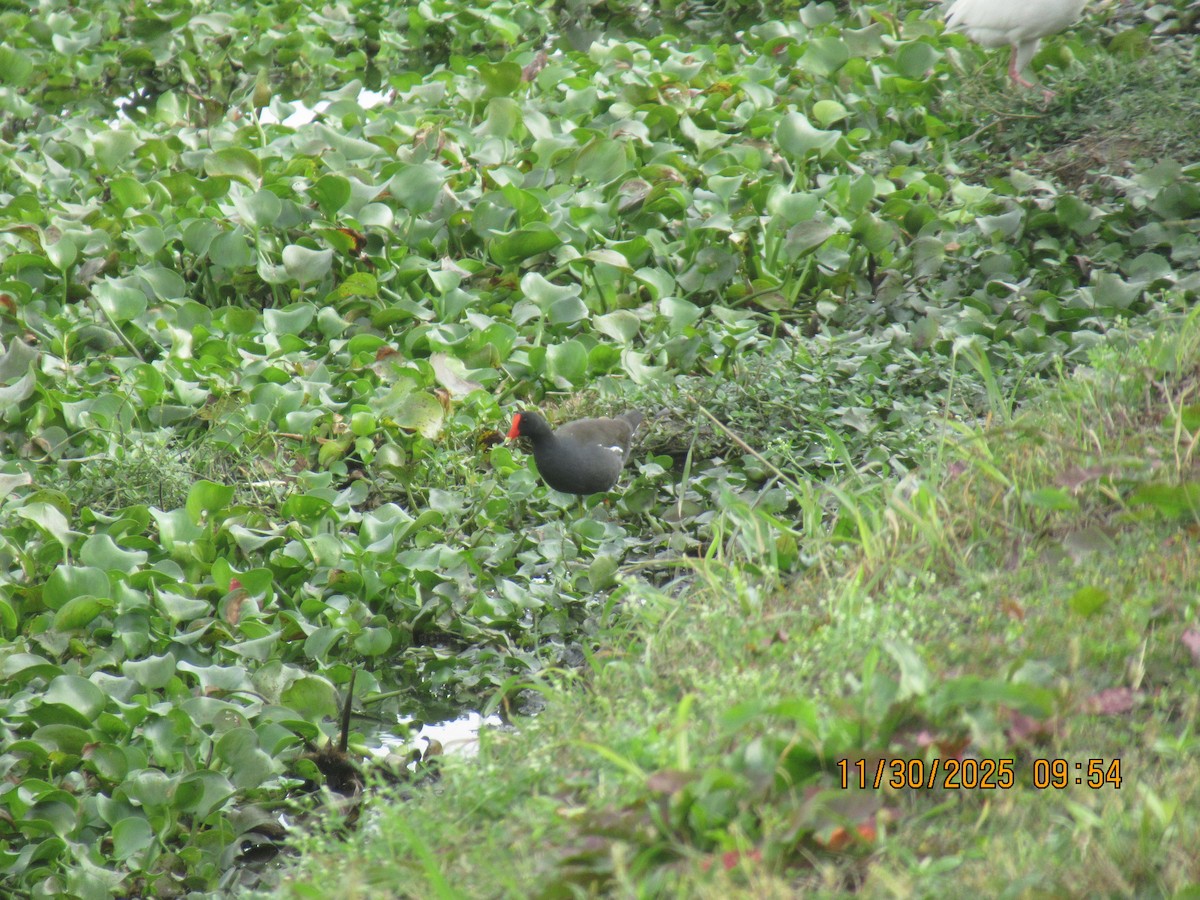 סופית אמריקנית - ML646169288