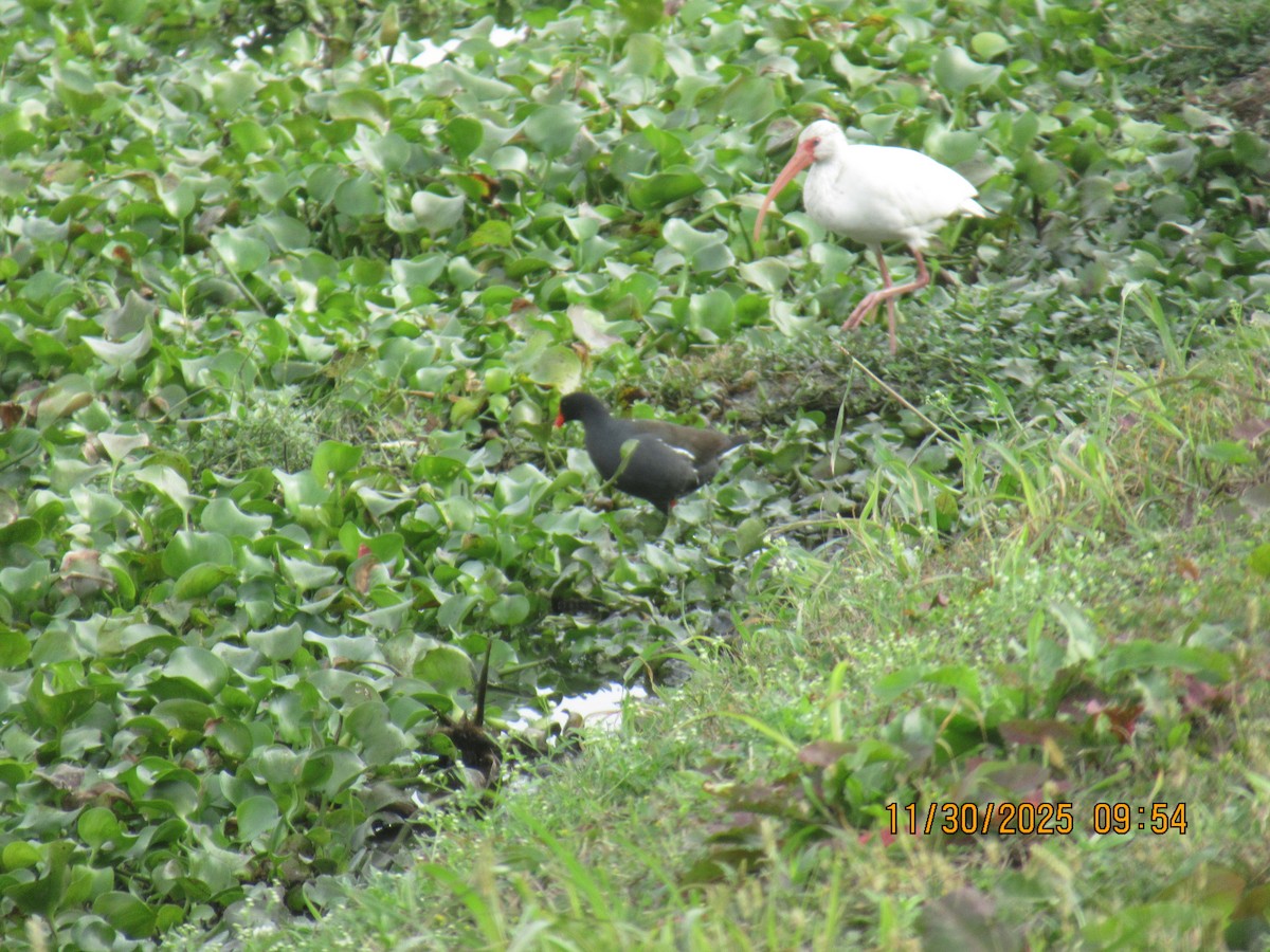סופית אמריקנית - ML646169289