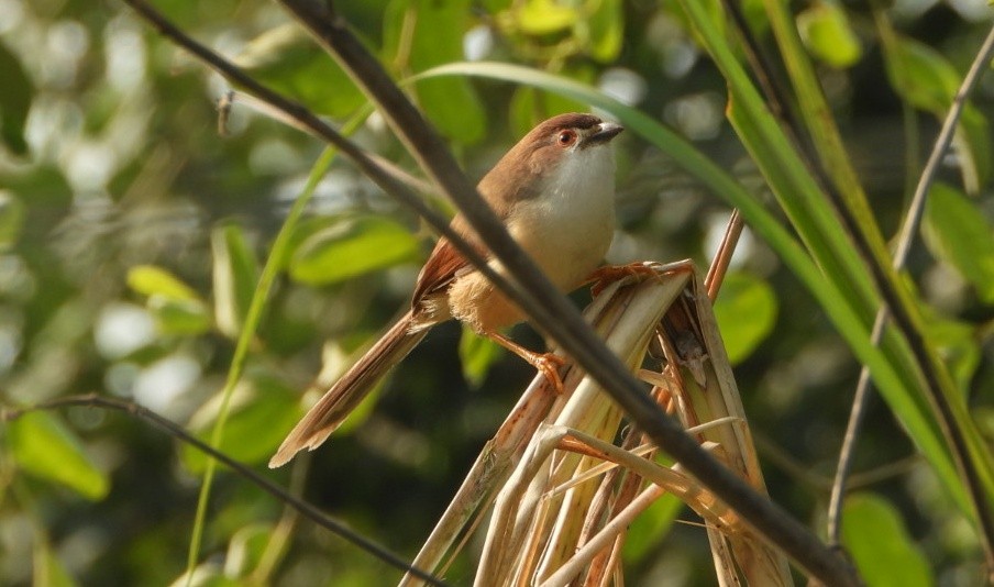 Timalí Ojigualdo - ML646169295