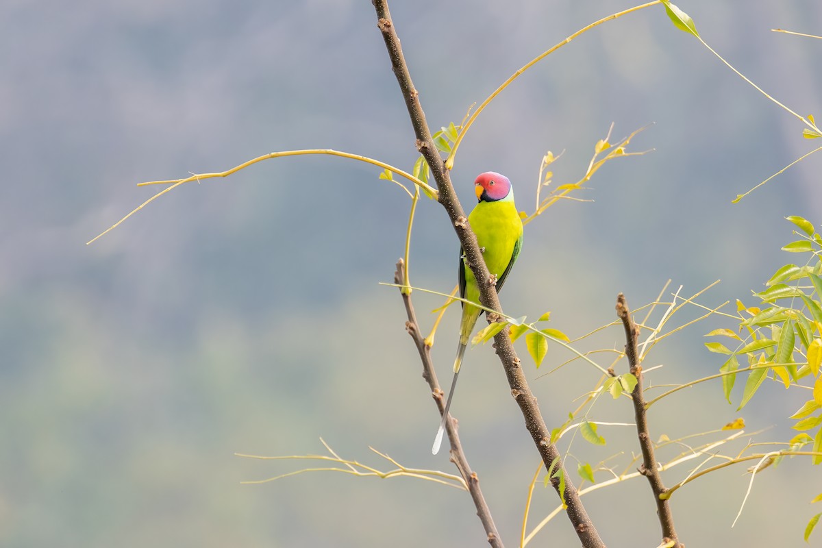 コセイインコ - ML646169296