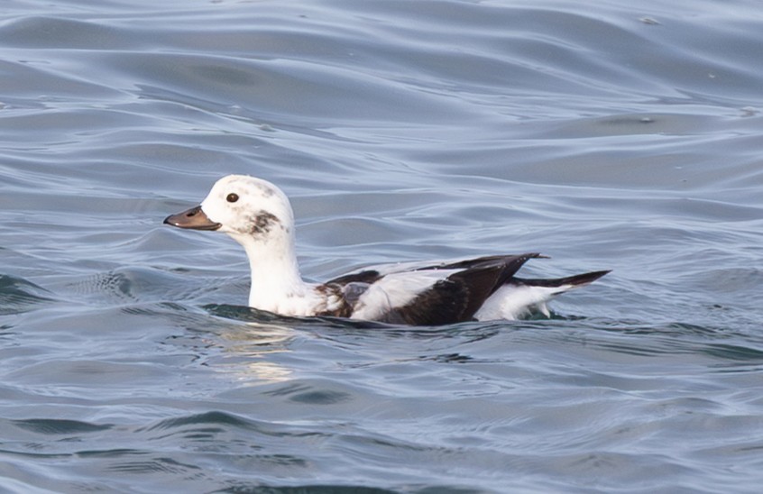 Long-tailed Duck - ML646169304