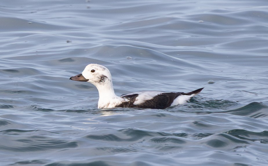 Long-tailed Duck - ML646169305