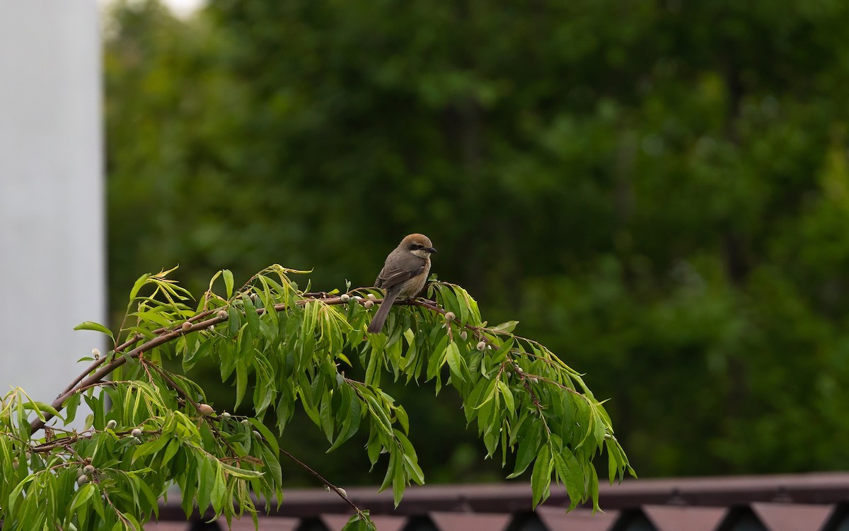 Сорокопуд японський - ML646169307