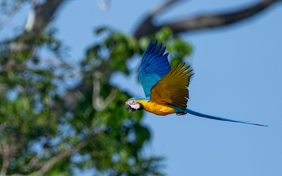Blue-and-yellow Macaw - ML646169312