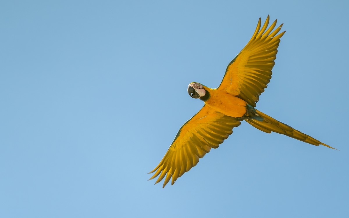 Blue-and-yellow Macaw - ML646169313