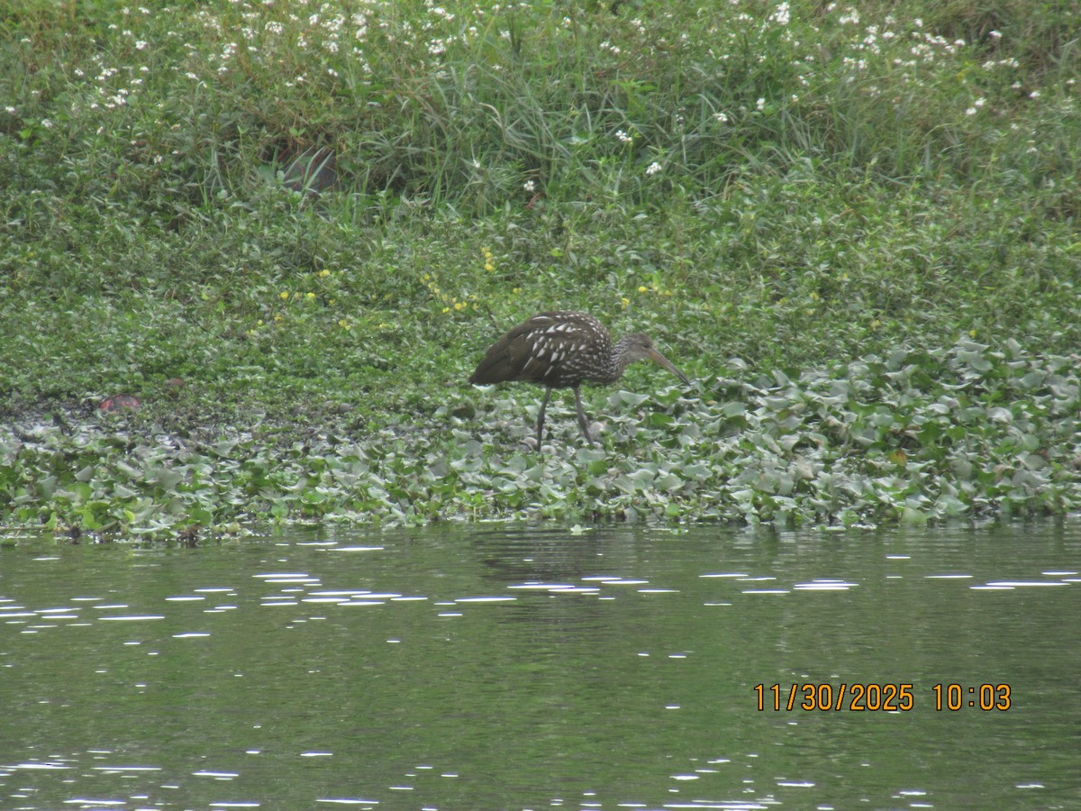 Limpkin - ML646169314