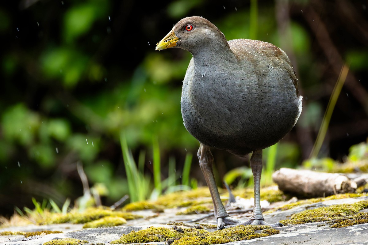 Курочка тасманійська - ML646169320