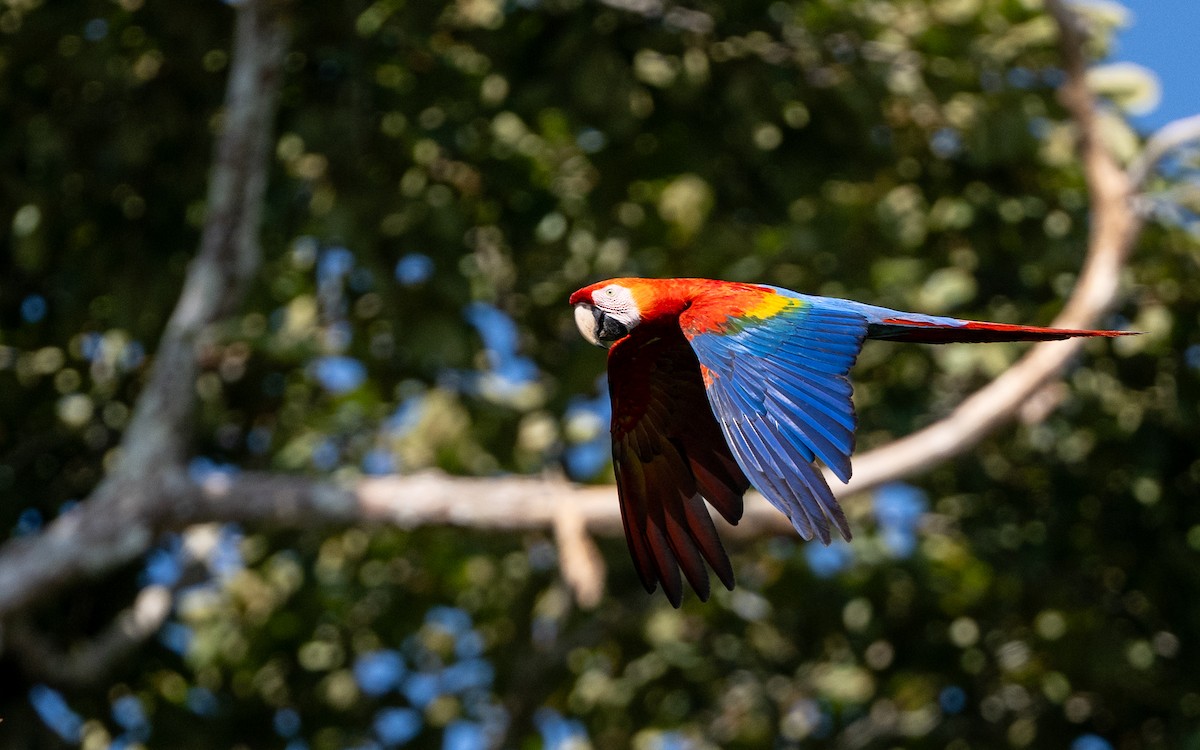 Scarlet Macaw - ML646169321