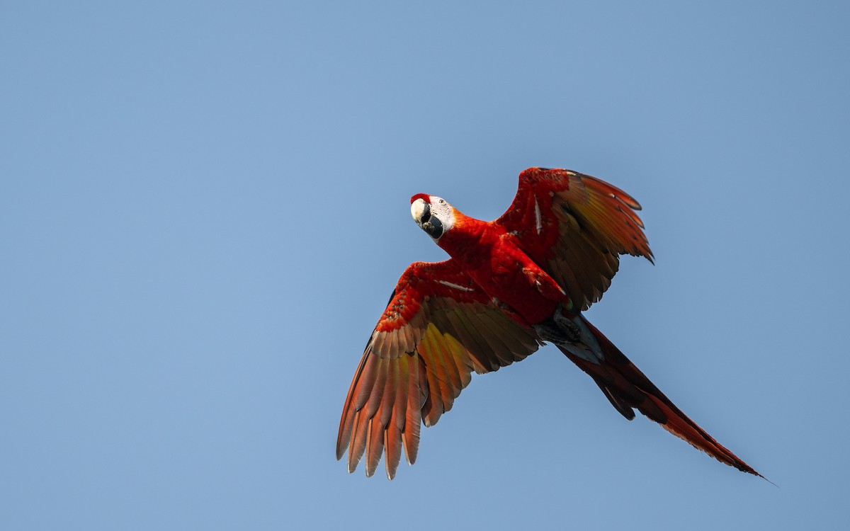Scarlet Macaw - ML646169322