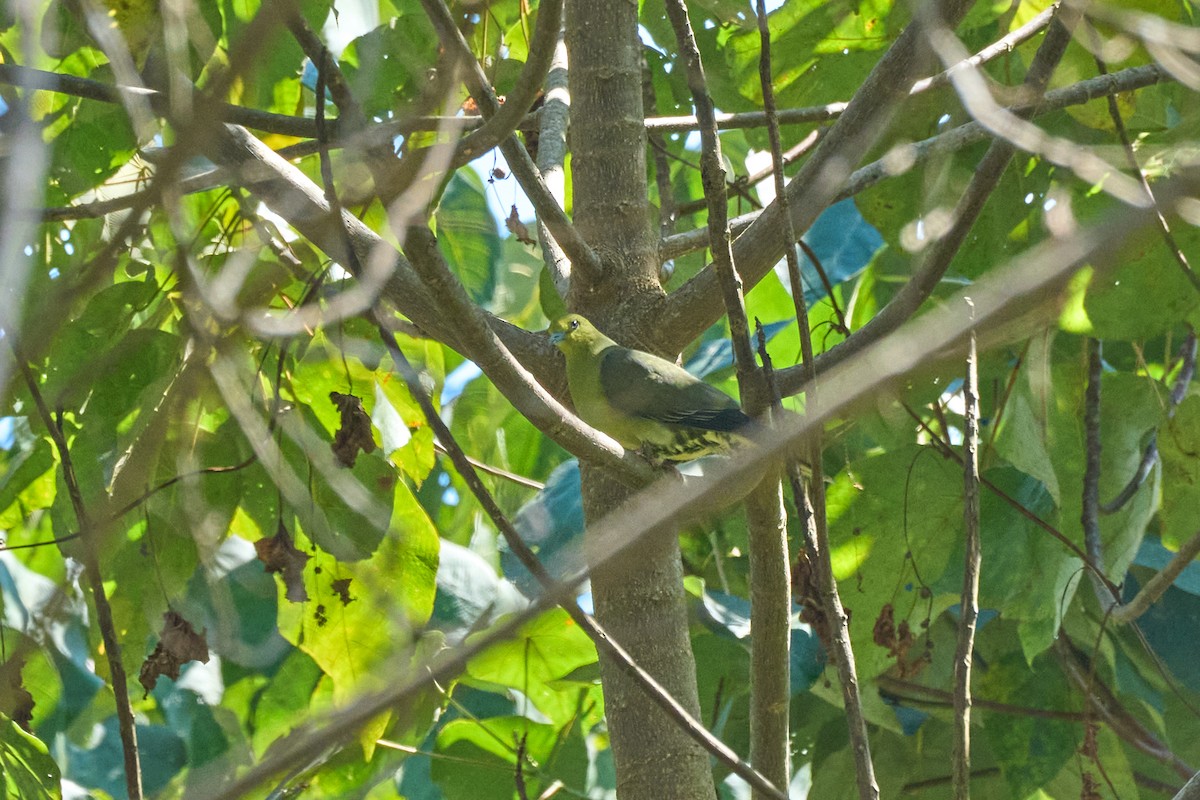 Wedge-tailed Green-Pigeon - ML646169329