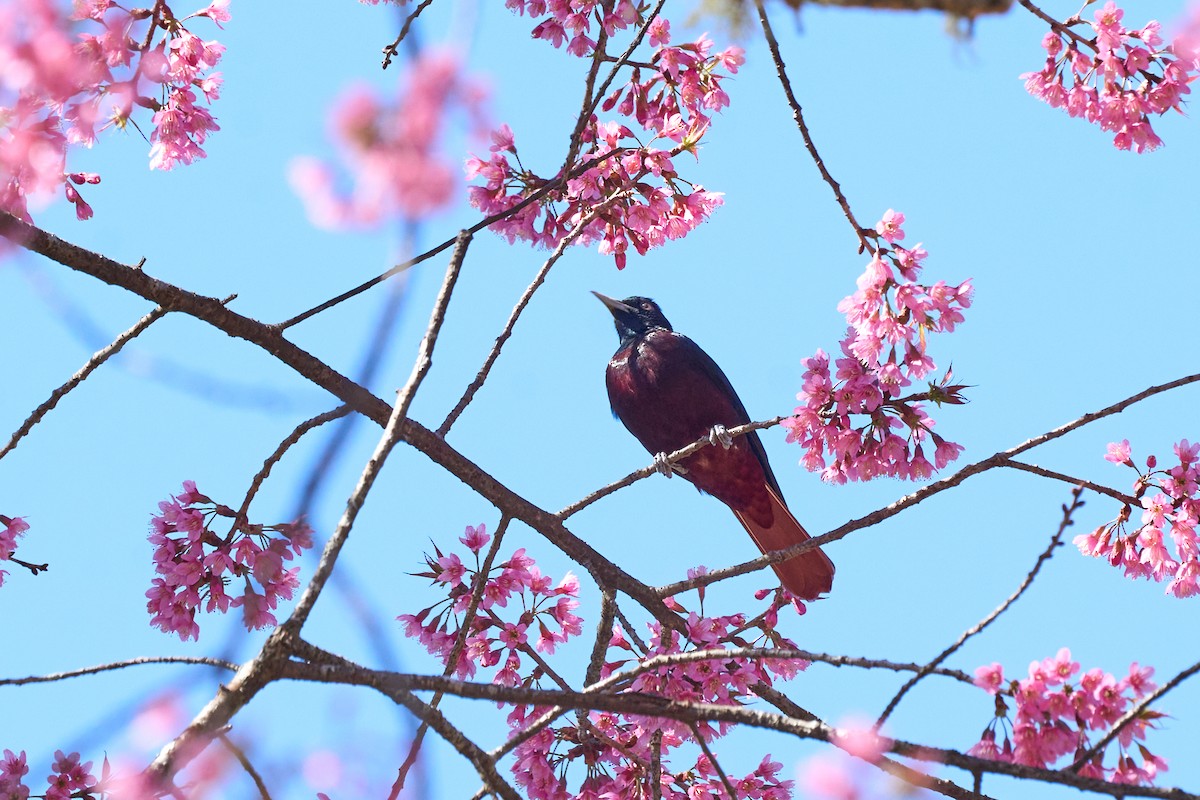 朱鸝(traillii/robinsoni) - ML646169340