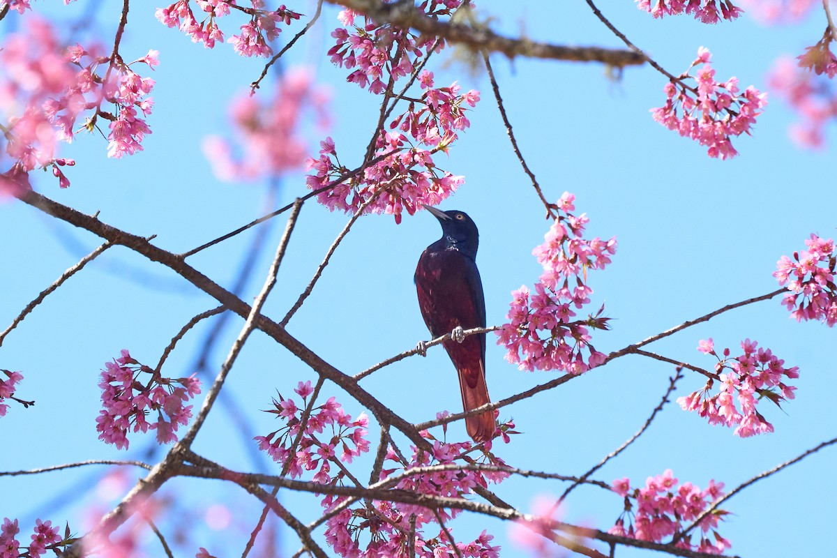 朱鸝(traillii/robinsoni) - ML646169341