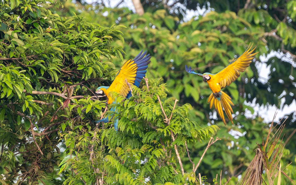 Blue-and-yellow Macaw - ML646169342