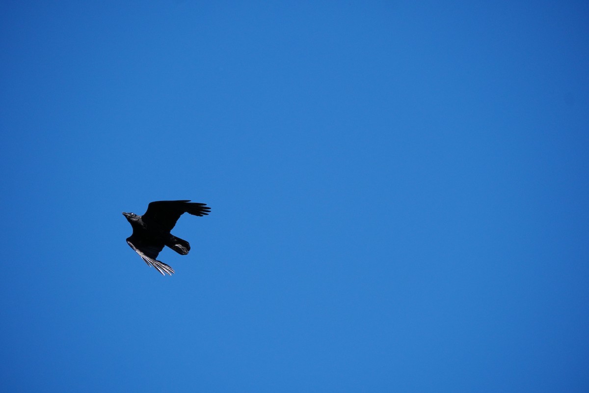 Torresian Crow - ML646169344