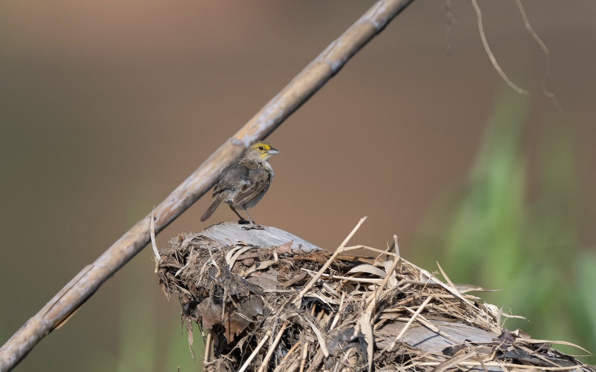 Yellow-browed Sparrow - ML646169347