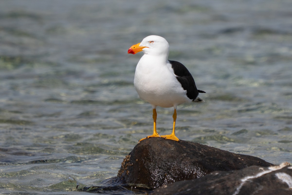 Pacific Gull - ML646169349