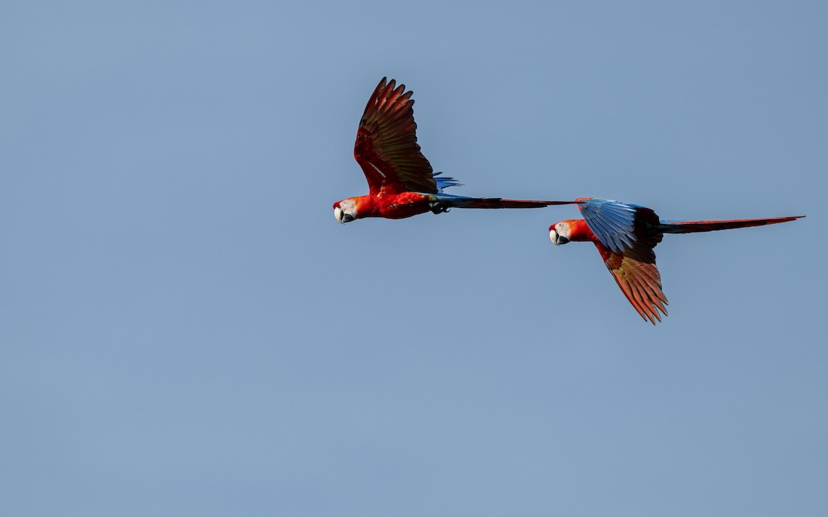 Scarlet Macaw - ML646169350