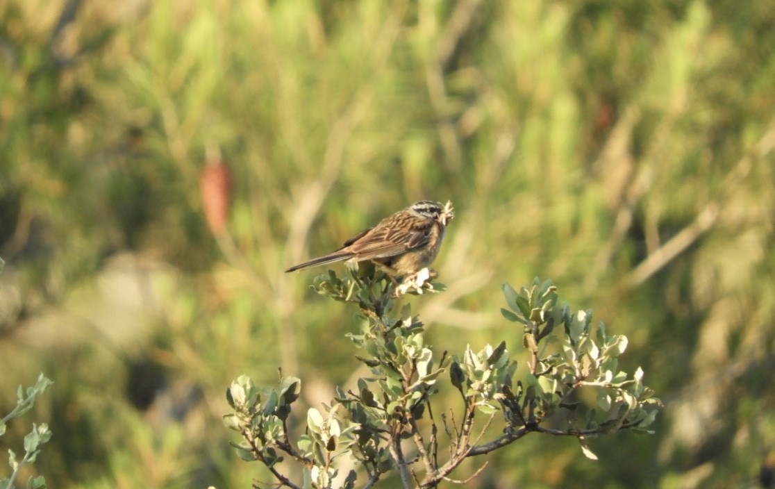 Rock Bunting - ML646169351