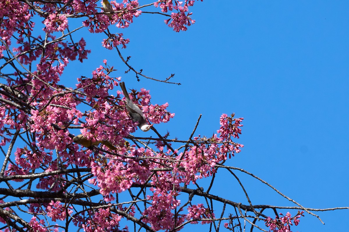 White-headed Bulbul - ML646169353