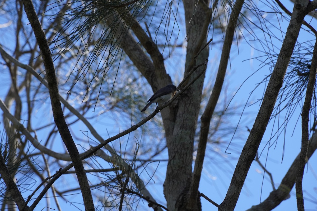 Leaden Flycatcher - ML646169360