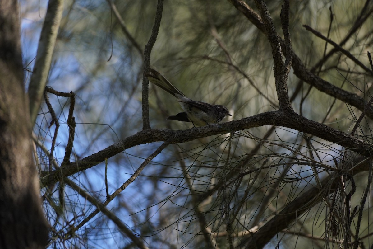 Gray Fantail - ML646169364