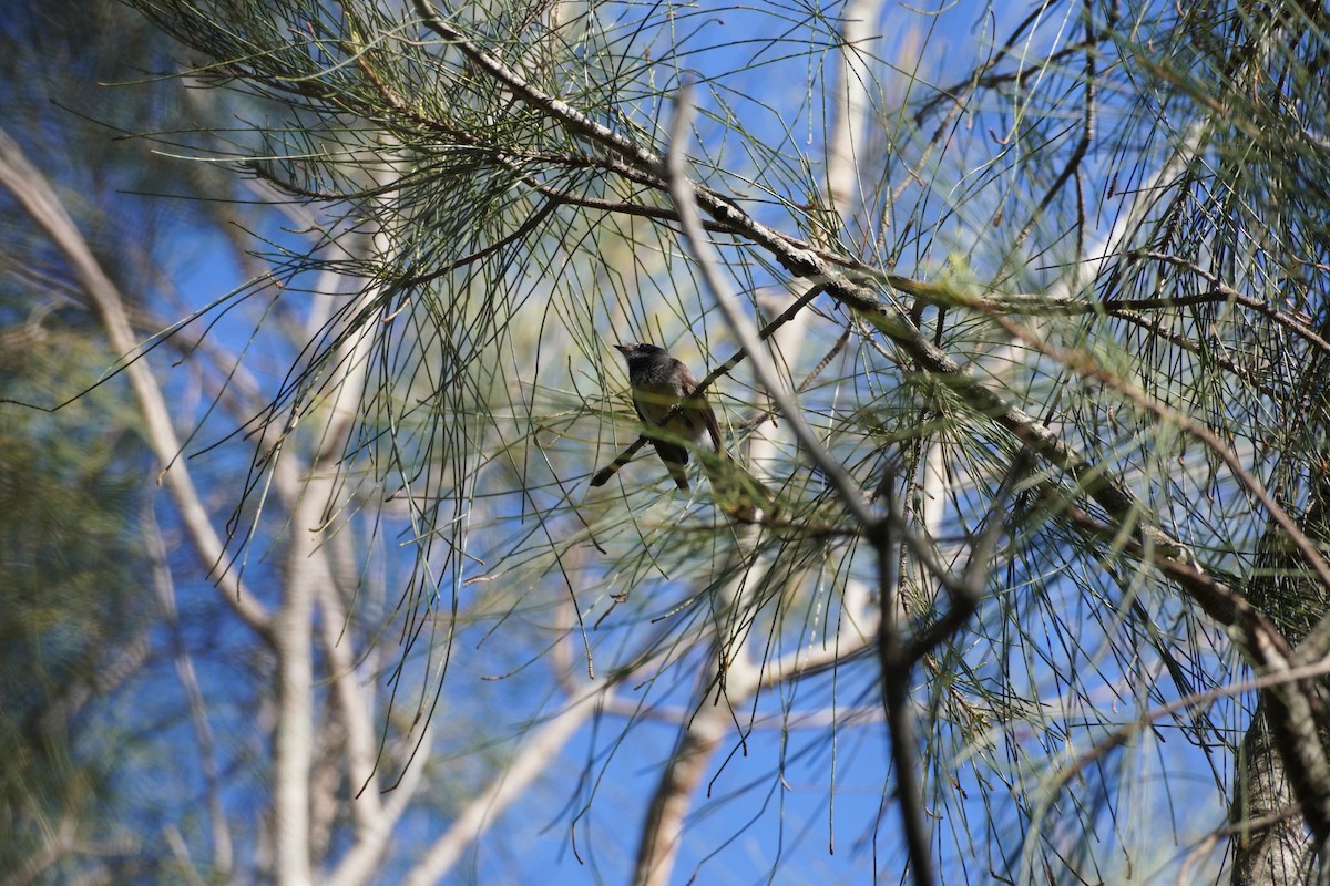 Gray Fantail - ML646169365