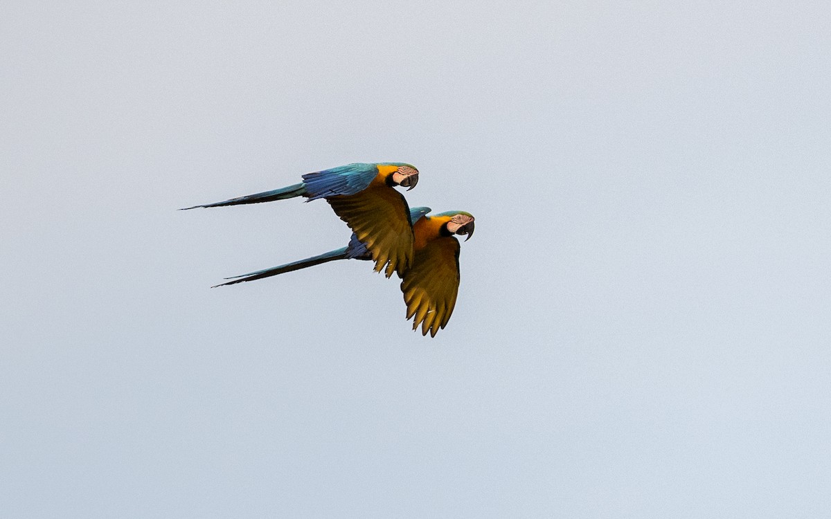 Blue-and-yellow Macaw - ML646169366