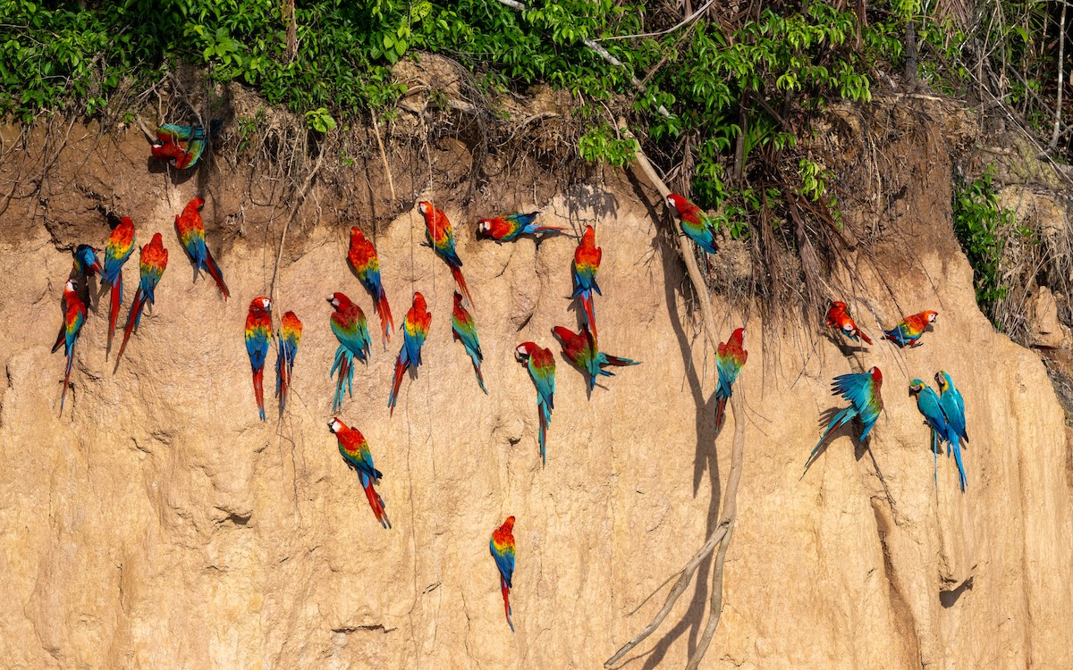 Red-and-green Macaw - ML646169380