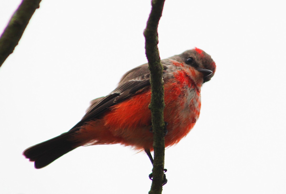 Vermilion Flycatcher - ML646169381