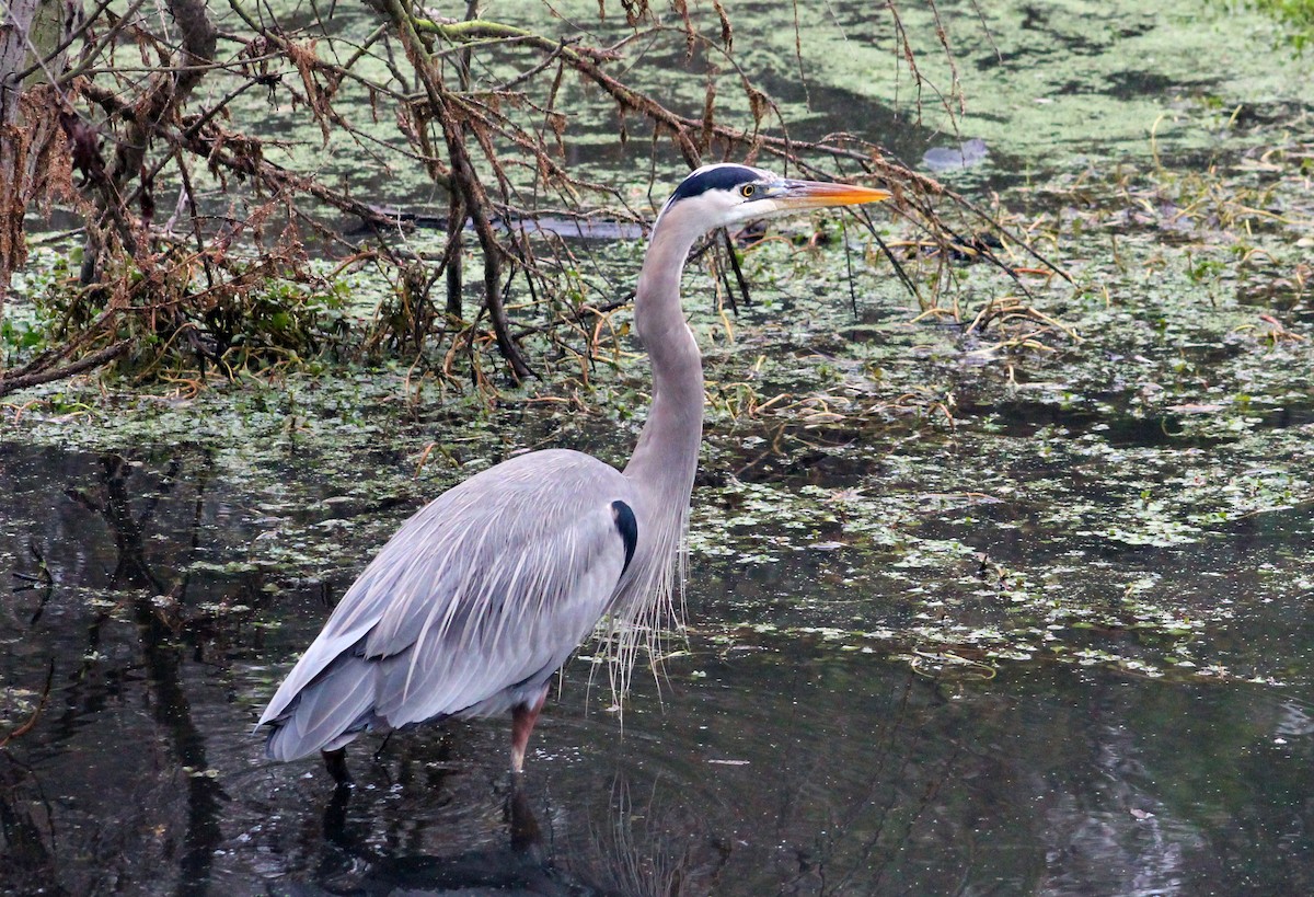 Great Blue Heron - ML646169383