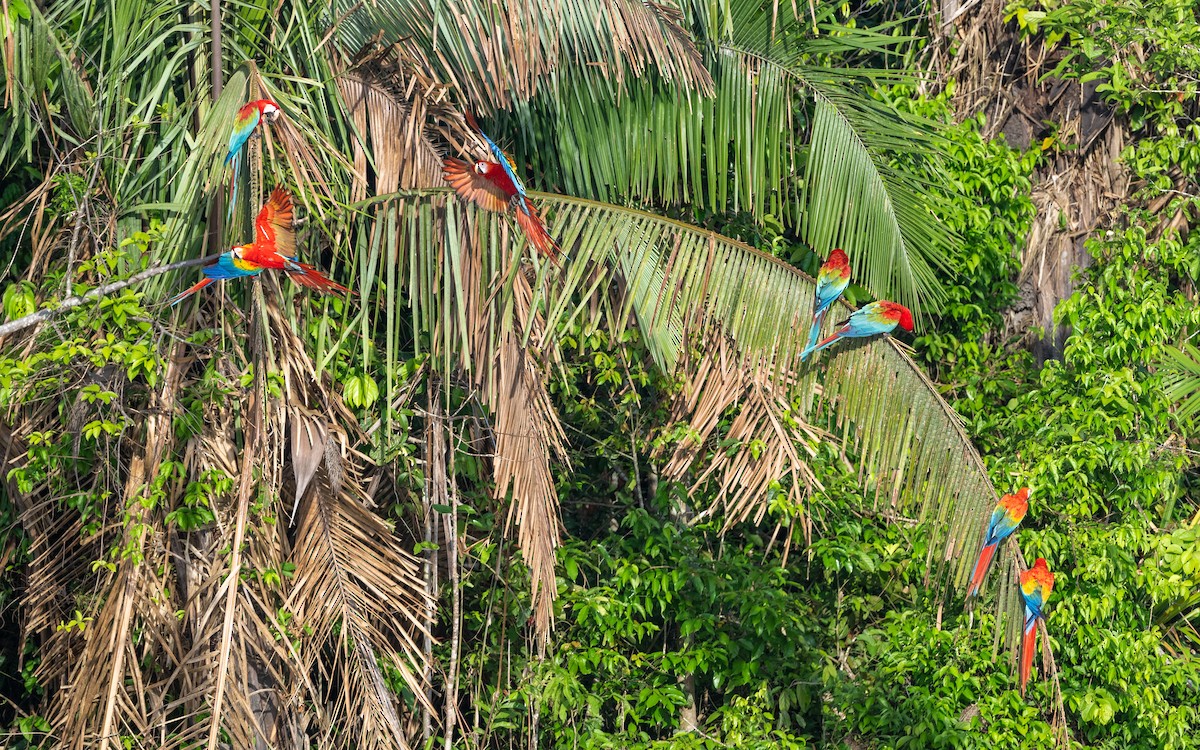 Red-and-green Macaw - ML646169389