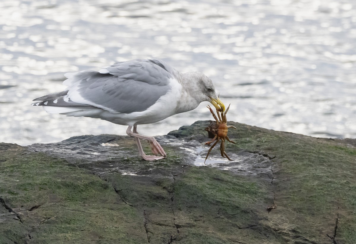 Glaucous-winged Gull - ML646169394