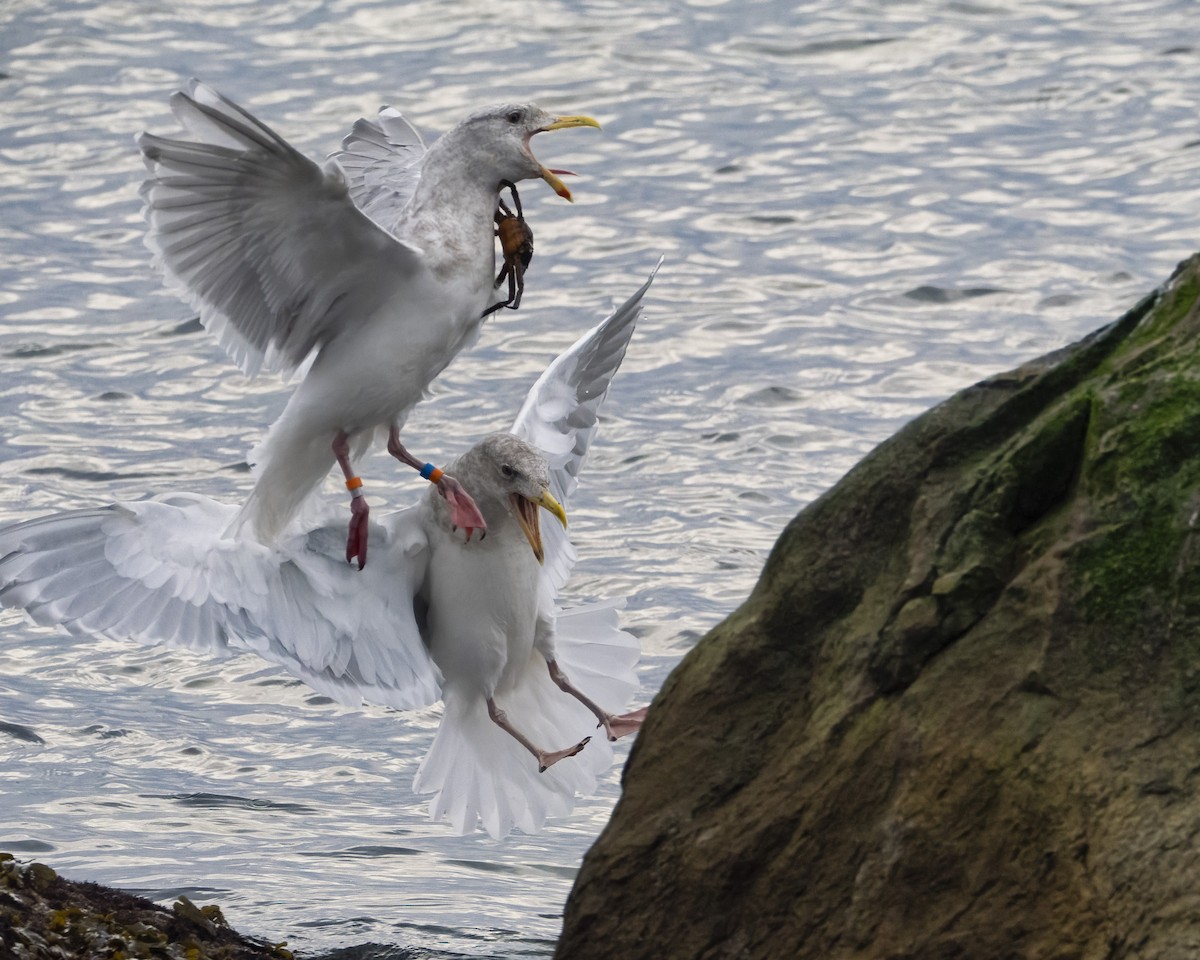 Glaucous-winged Gull - ML646169397