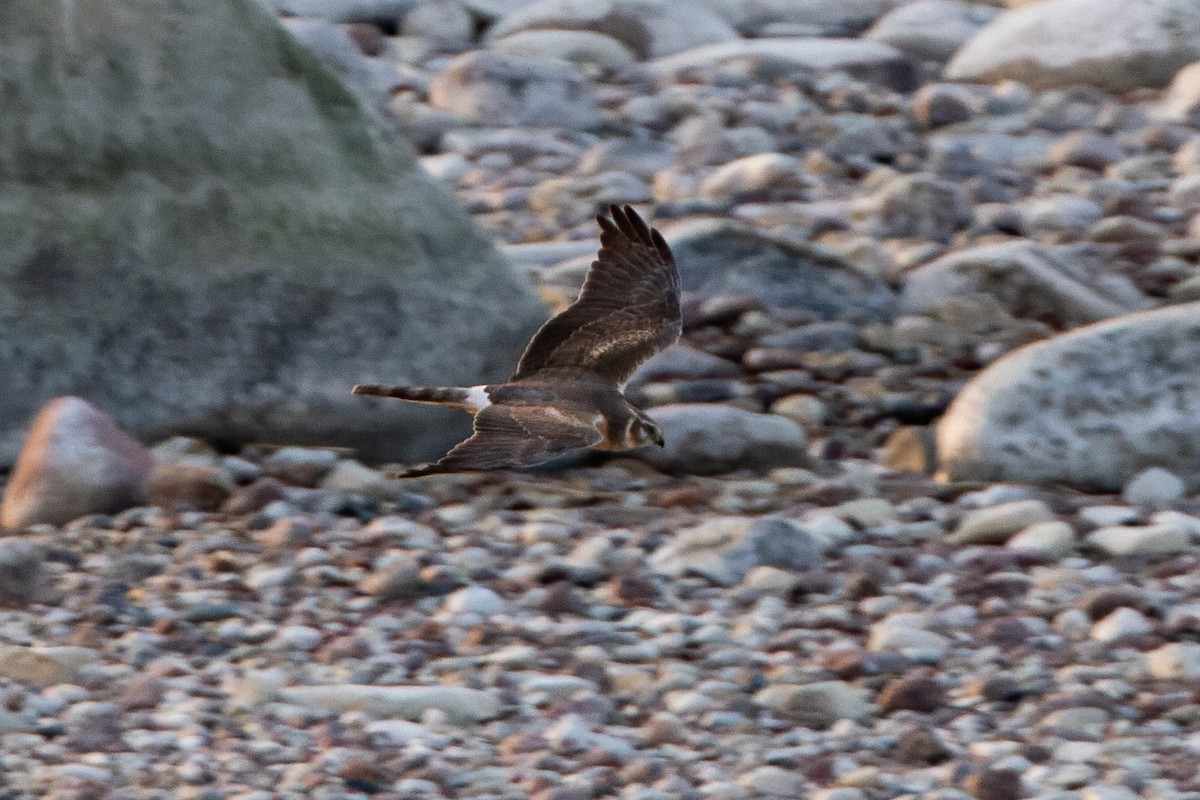 Aguilucho Papialbo - ML646169398