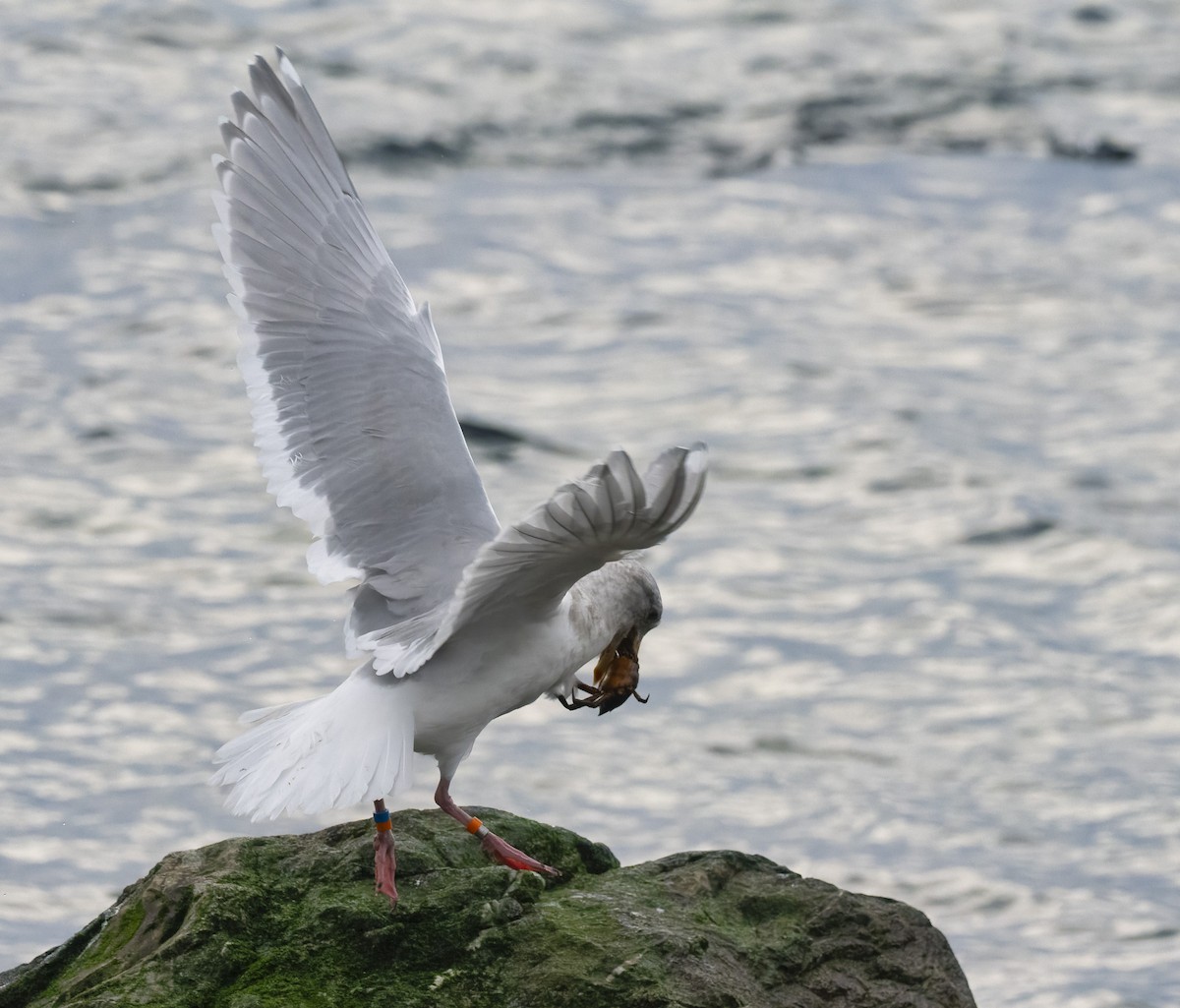 Glaucous-winged Gull - ML646169399